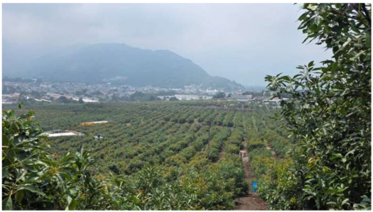 Finca en venta en San Miguel Dueñas, Sacatepéquez de 44.96 hectáreas con cultivo de aguacate, pozos, riego y excelente producción