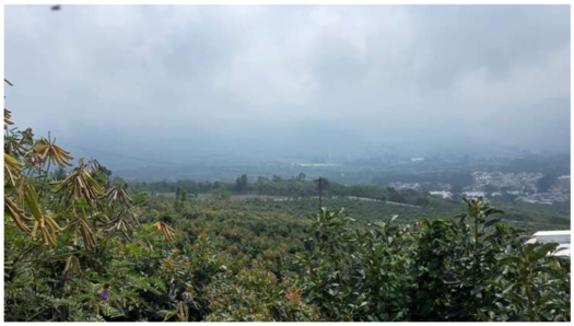 Finca en venta en San Miguel Dueñas, Sacatepéquez de 44.96 hectáreas con cultivo de aguacate, pozos, riego y excelente producción